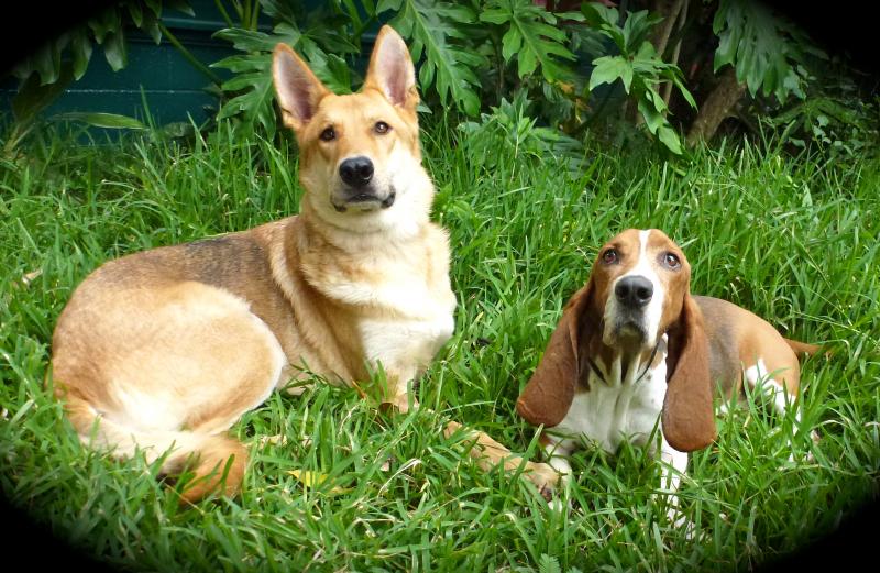 Become a dog trainer with dog trainer certification course