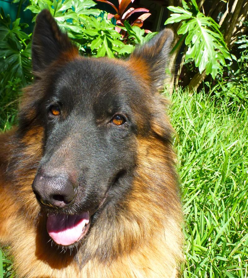Become a dog trainer with dog trainer certification course