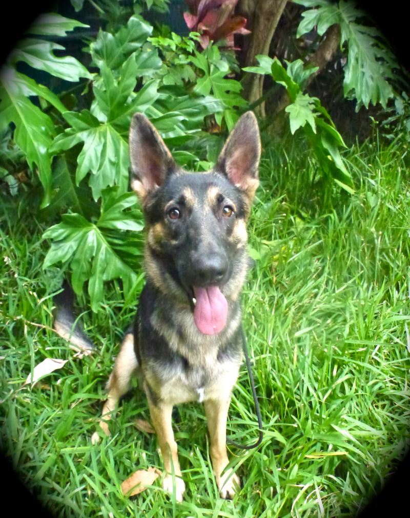 Become a dog trainer with dog trainer certification course